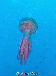 Jellyfish by Alan Mizzi 